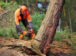 Best Tree Trimming and Pruning  in Rock Island, IL